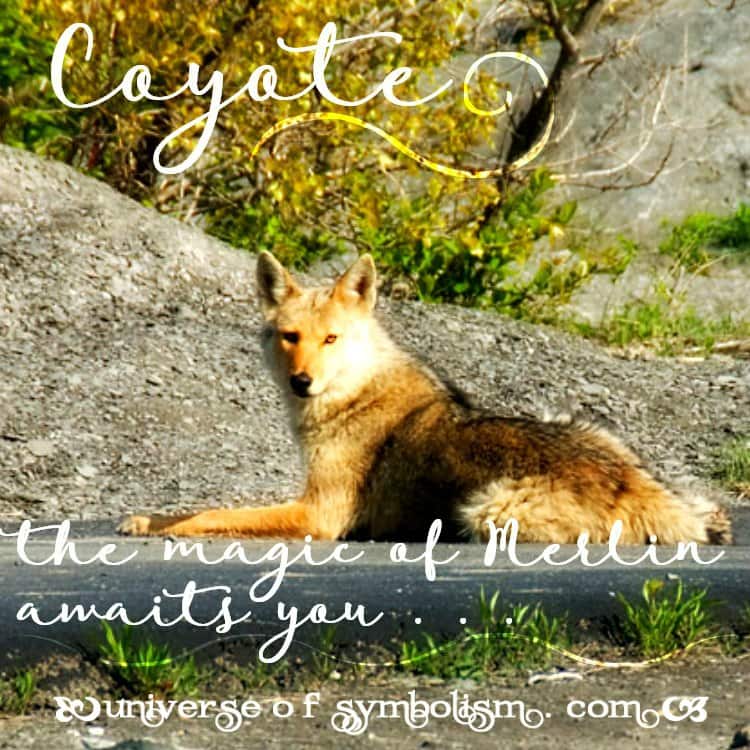 Coyote Symbolism | Coyote Meaning | Spirit Animals