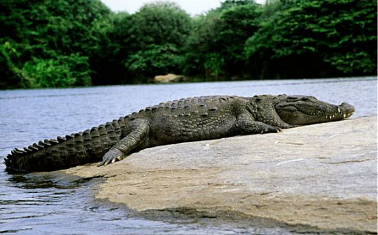 Crocodile Symbolism | Crocodile Totem Animal Meaning