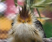 cuckoo meaning cuckoo meaning