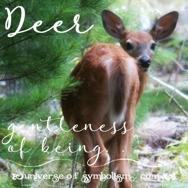 Deer Symbolism | Deer Meaning | Deer Totem Power & Spirit Animal