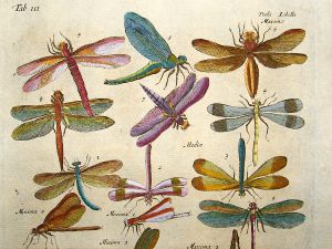 Vintage Dragonfly Tattoo Art Vintage Dragonfly Tattoo Art