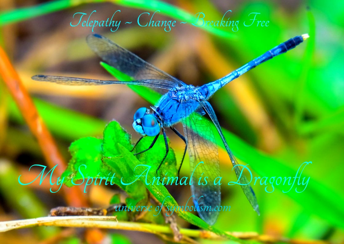 Symbolic Dragonfly Meaning | Dragonfly Spirit & Totem Animal Medicine