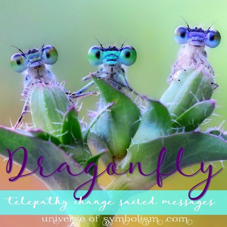 Symbolic Dragonfly Meaning | 9 Spiritual Meanings of the Dragonfly