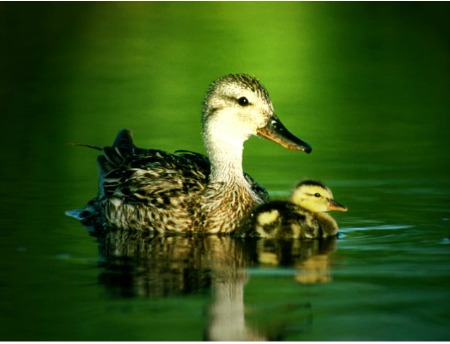 Duck Symbolism | Duck Meaning | Duck Spirit Animal Duck Symbolism | Duck Meaning | Duck Spirit Animal