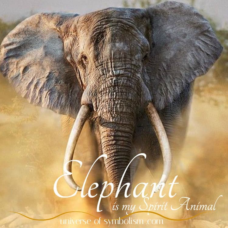 Elephant Symbolism & Meaning Elephant Spirit, Power & Totem Animal