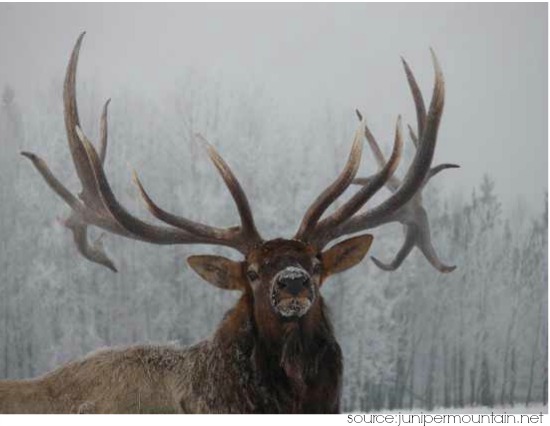 Elk Symbolism | Elk Spirit Animal Meaning & Symbols