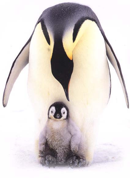 Emperor Penguin with Chick