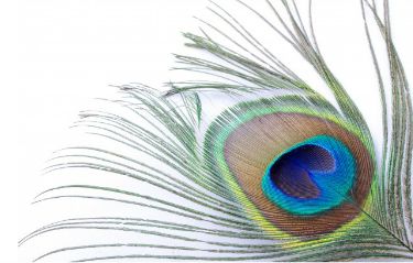 feather tattoo ideas tattoo symbolism u0026 designs feather tattoo ideas tattoo symbolism u0026 designs