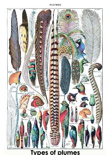 varitey of tattoo ideas for feather - vintage designs