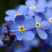 forget me not flower meaning