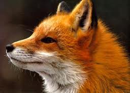 fox spirit animal fox spirit animal
