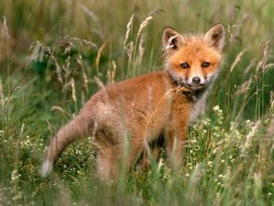 fox kit is a symbol of play