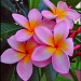 frangipani flower meaning