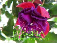 fuschia flower oracle
