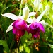 fuschia flower meaning