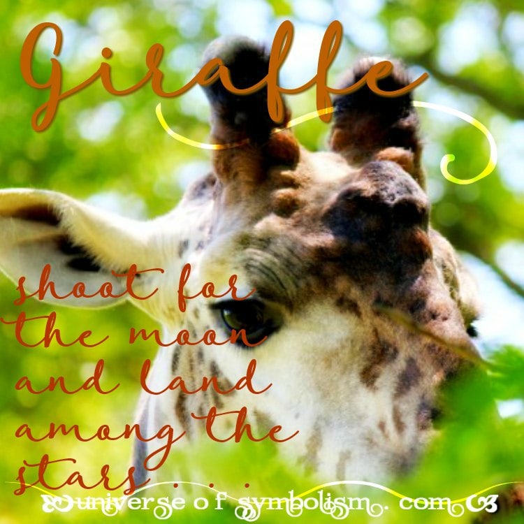 Giraffe Symbolism & Meaning Giraffe Spirit & Totem Animal Powers