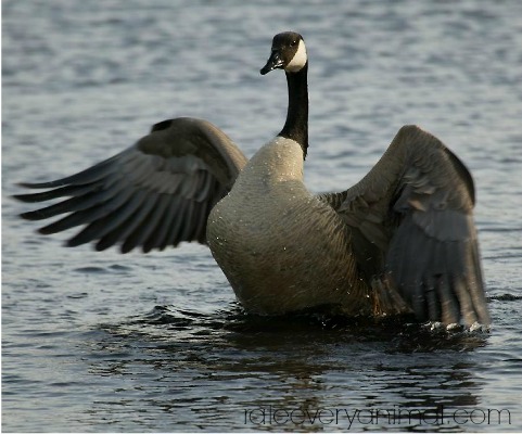 goose symbolism animal spirit meaning birds animals totem feather