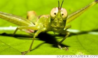 grasshopper symbolism - grasshopper in repose