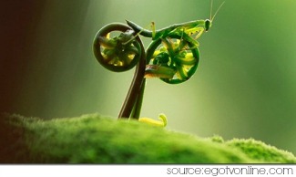 grasshopper spirit animal - on a motor bike