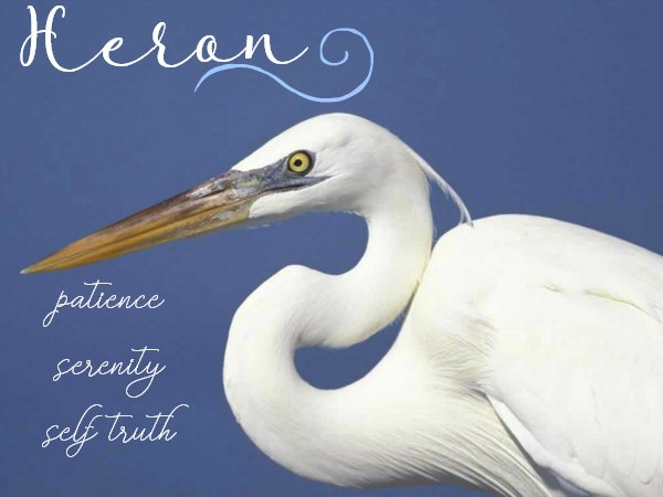 Heron Symbolism & Meaning | Signs, Symbols & Totems of the Heron Heron Symbolism & Meaning | Signs, Symbols & Totems of the Heron