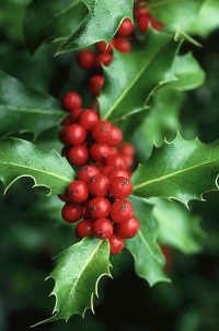 holly - christmas symbol