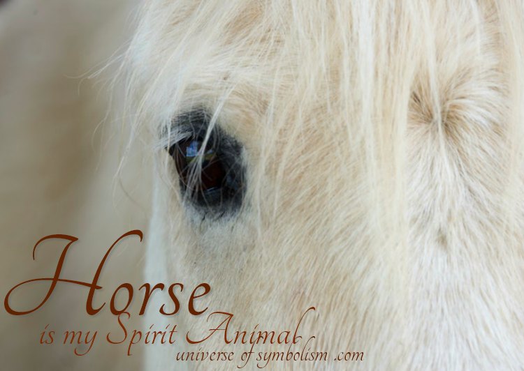 Horse Symbolism & Meaning  Spirit, Totem, & Power Animal