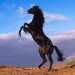 horse symbolism and spiritual meaning of horse
