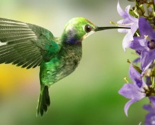 hummingbird symbol of love hummingbird symbol of love