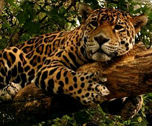 Jaguar Symbolism & Meaning | Spirit Totem Power Animal Messengers