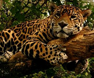 Jaguar Symbolism & Meaning | Spirit Totem Power Animal Messengers Jaguar Symbolism & Meaning | Spirit Totem Power Animal Messengers