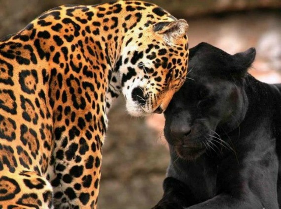 Jaguar Symbolism & Meaning | Spirit Totem Power Animal Messengers