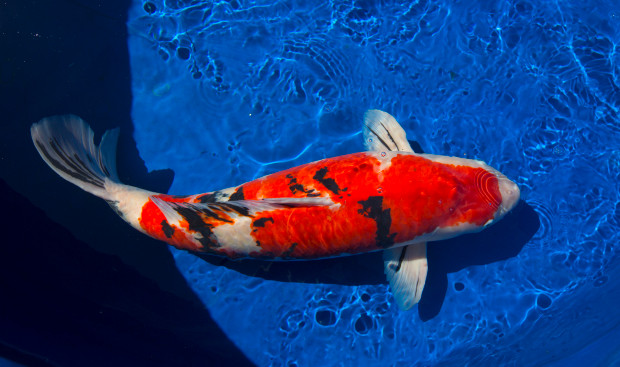 koi fish - symbol of good fortune