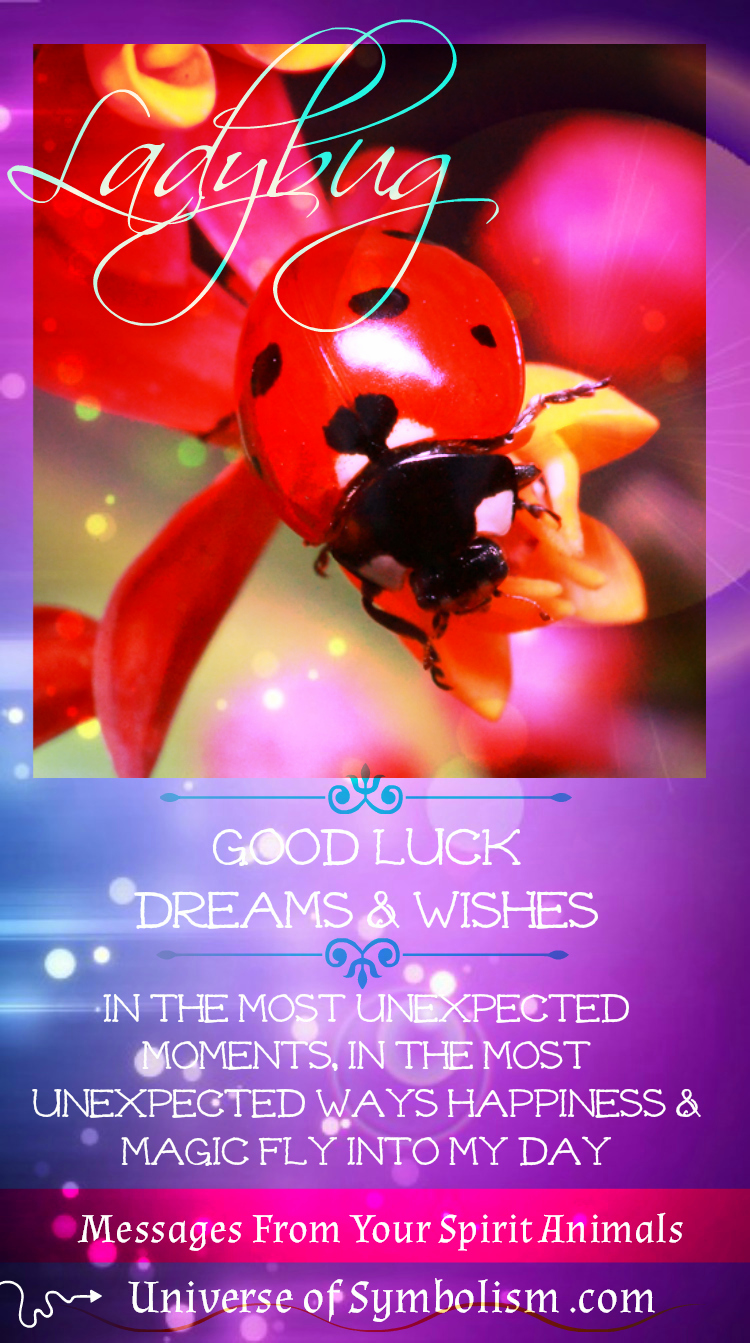 Ladybug Symbolism & Ladybug Meaning | Ladybug Spirit & Totem Animal Ladybug Symbolism & Ladybug Meaning | Ladybug Spirit & Totem Animal