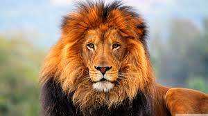 Spirit Animal Quiz - How To Find Your Spirit Animal Spirit Animal Quiz - How To Find Your Spirit Animal