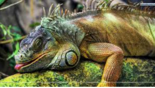 Lizard Symbolism | Lizard Meaning | Lizard Spirit Animal Lizard Symbolism | Lizard Meaning | Lizard Spirit Animal