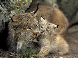 Lynx com filhote