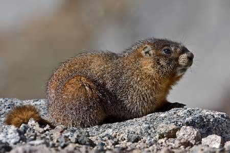 Marmot Symbolism - Groundhog and Woodchuck Meanings Marmot Symbolism - Groundhog and Woodchuck Meanings