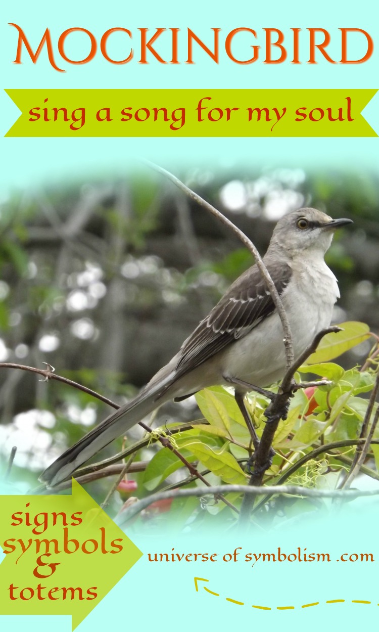 Mockingbird Symbolism - Mockingbird Signs, Symbols & Totems Mockingbird Symbolism - Mockingbird Signs, Symbols & Totems