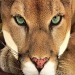 cougar symbolism, spiritual meaning of cougar