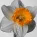 narcissus flower meaning