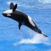 symbolic meaning of orca killer whale