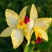orchid flower meaning