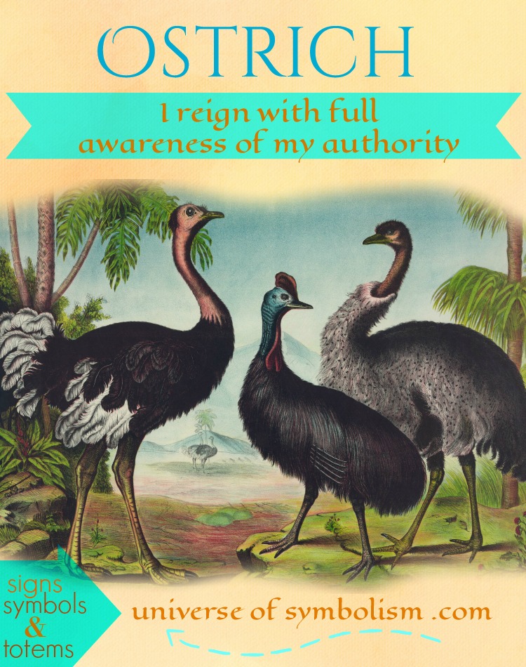 Ostrich Symbolism - Ostrich Totem Animal Ostrich Symbolism - Ostrich Totem Animal