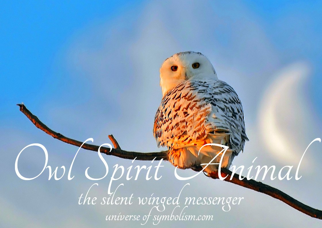 Owl Symbolism & Meaning Owl Spirit & Totem Animal Meanings