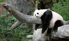 Panda Symbolic Meaning & Panda Symbolism