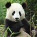 panda symbolism and meaning