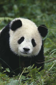 panda bear totem animal