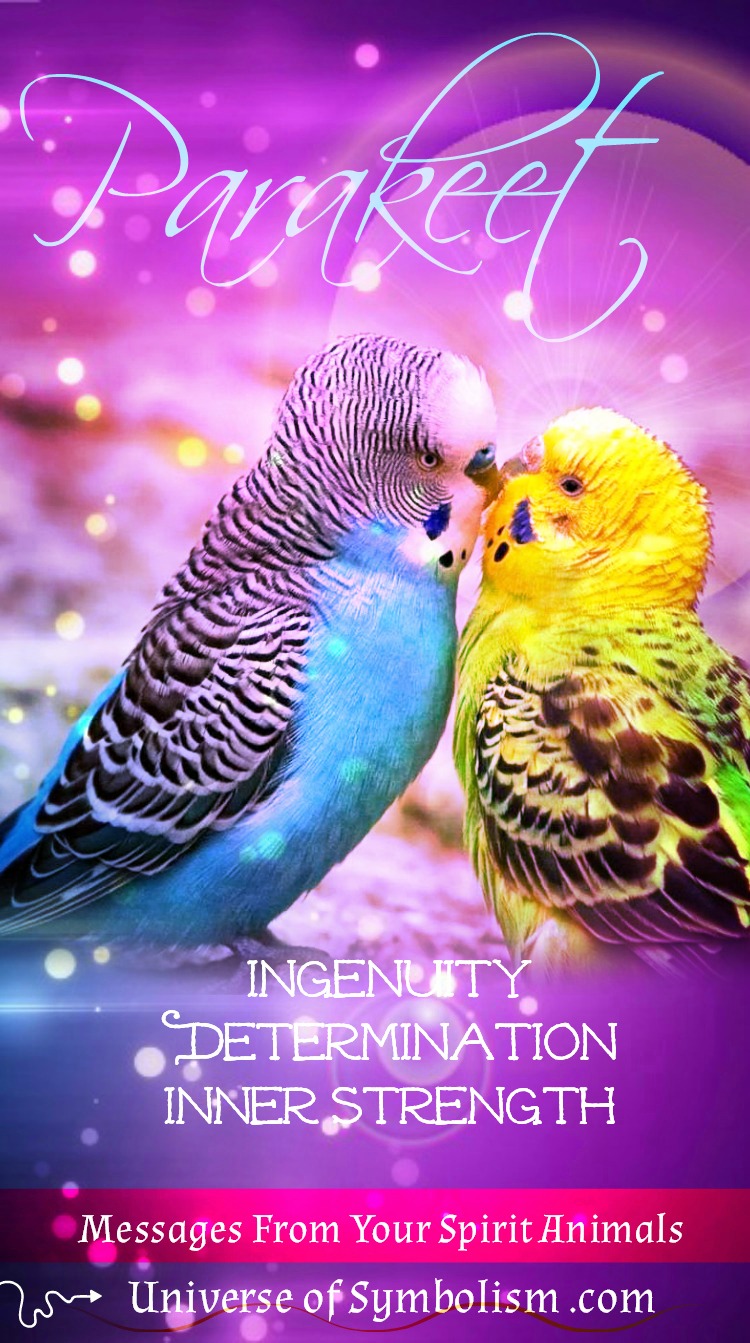 Parakeet Symbolism & Meaning - Parakeet Spirit Animal Guidance