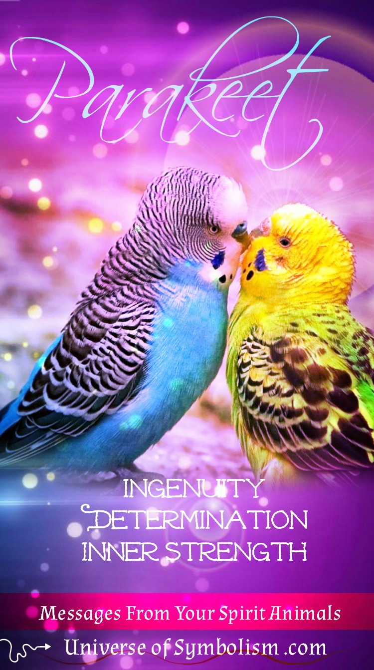 Parakeet Symbolism & Meaning - Parakeet Spirit Animal Guidance Parakeet Symbolism & Meaning - Parakeet Spirit Animal Guidance