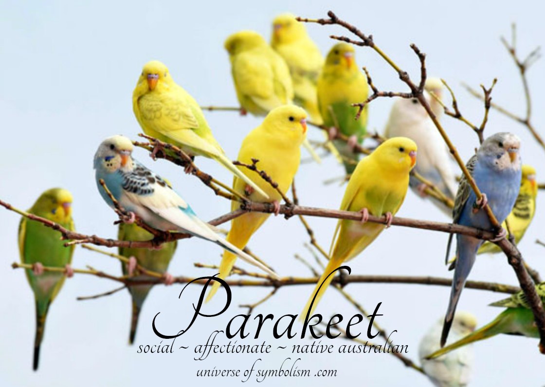 Parakeet Symbolism & Meaning - Parakeet Spirit Animal Guidance Parakeet Symbolism & Meaning - Parakeet Spirit Animal Guidance